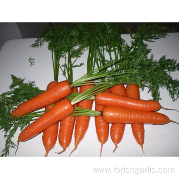 Export Standard Shandong Fresh Carrot